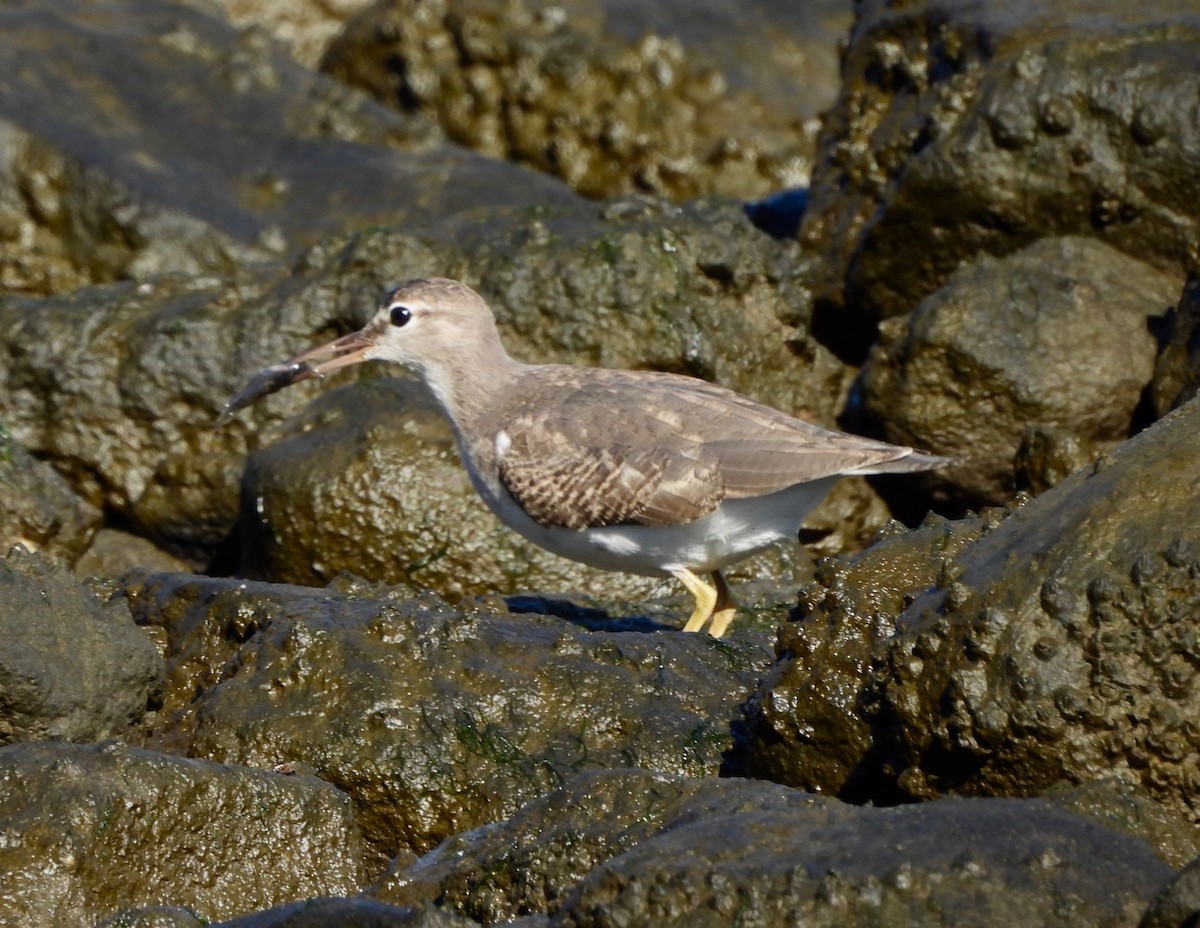 flekksnipe - ML641878771