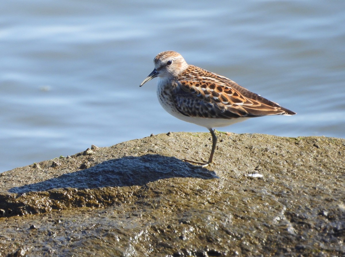 pygmésnipe - ML641878793