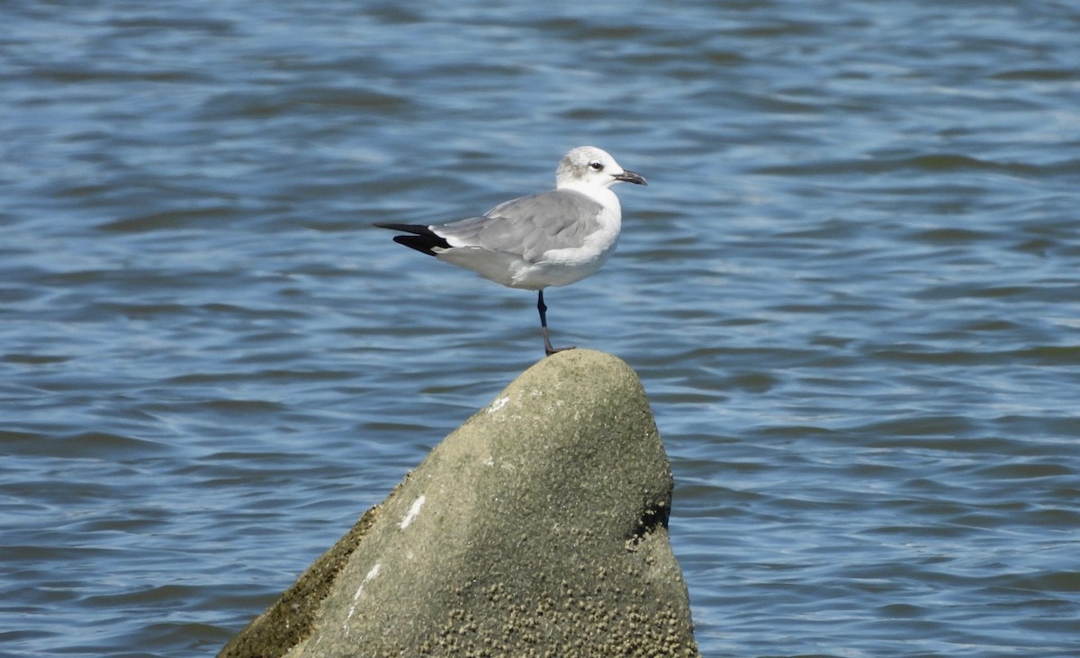 lattermåke - ML641878804