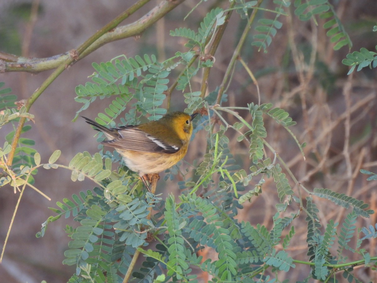 Townsend's x Hermit Warbler (hybrid) - ML641878812
