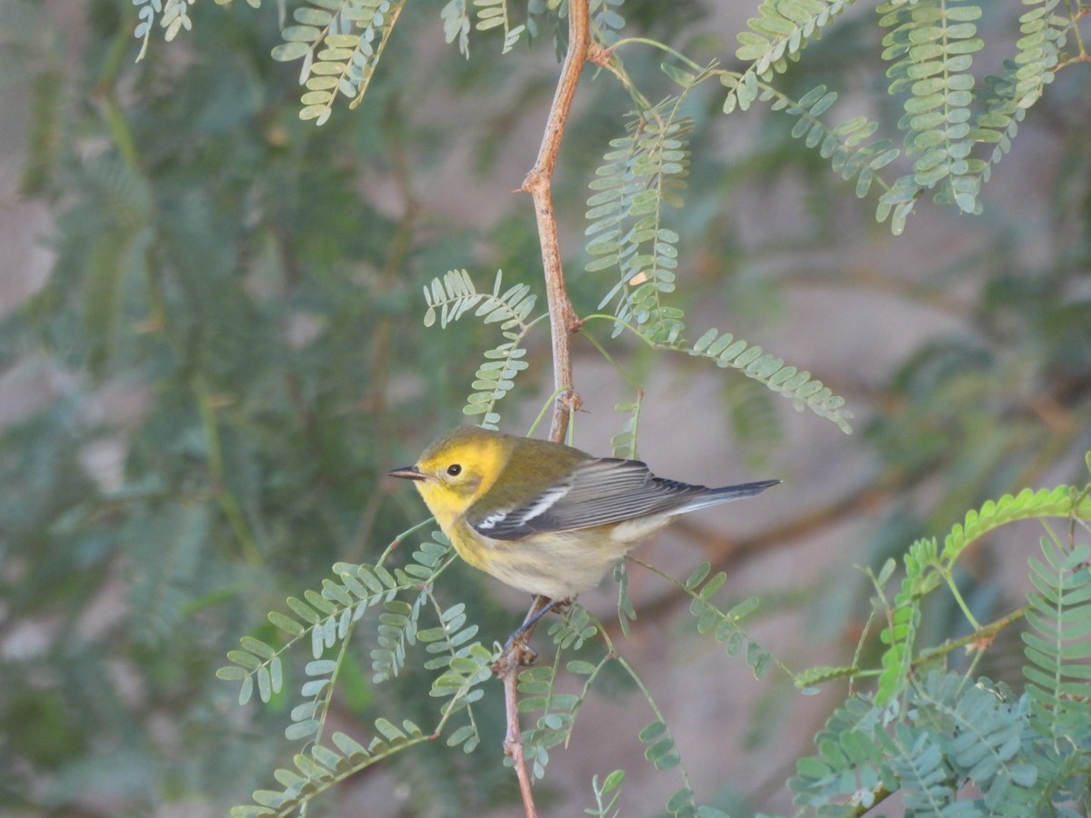 Townsend's x Hermit Warbler (hybrid) - ML641878813