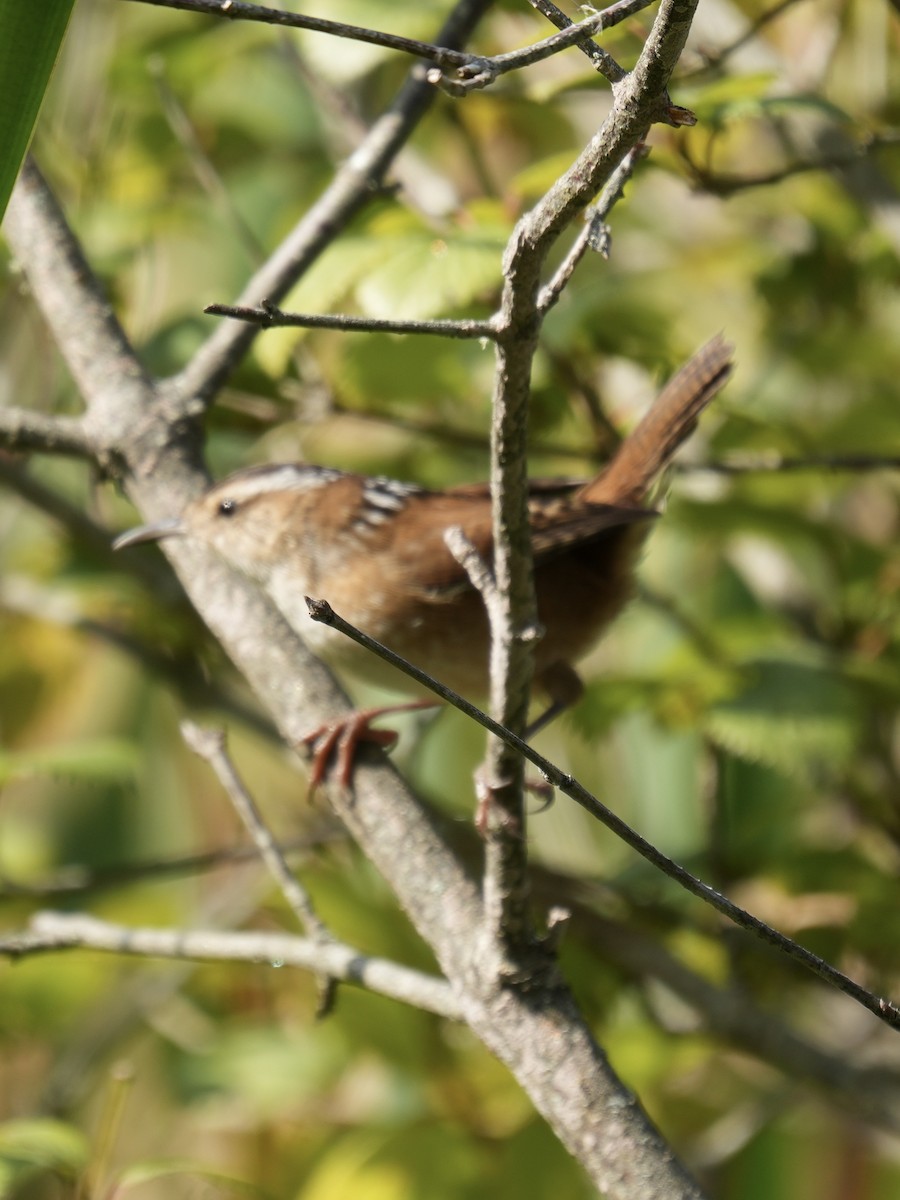 Marsh Wren - ML641878820