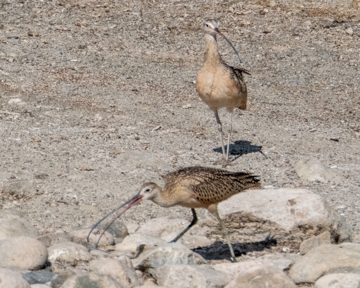 Long-billed Curlew - ML641878827