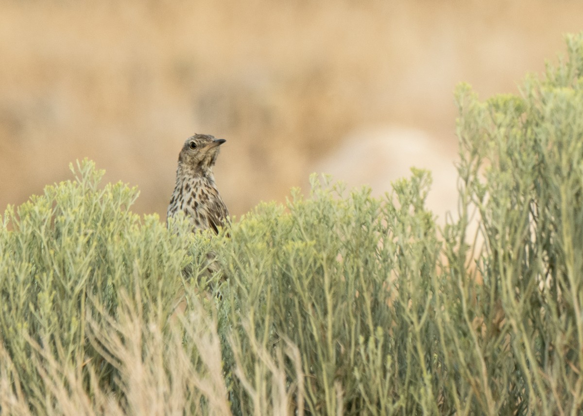 Sage Thrasher - ML641878830