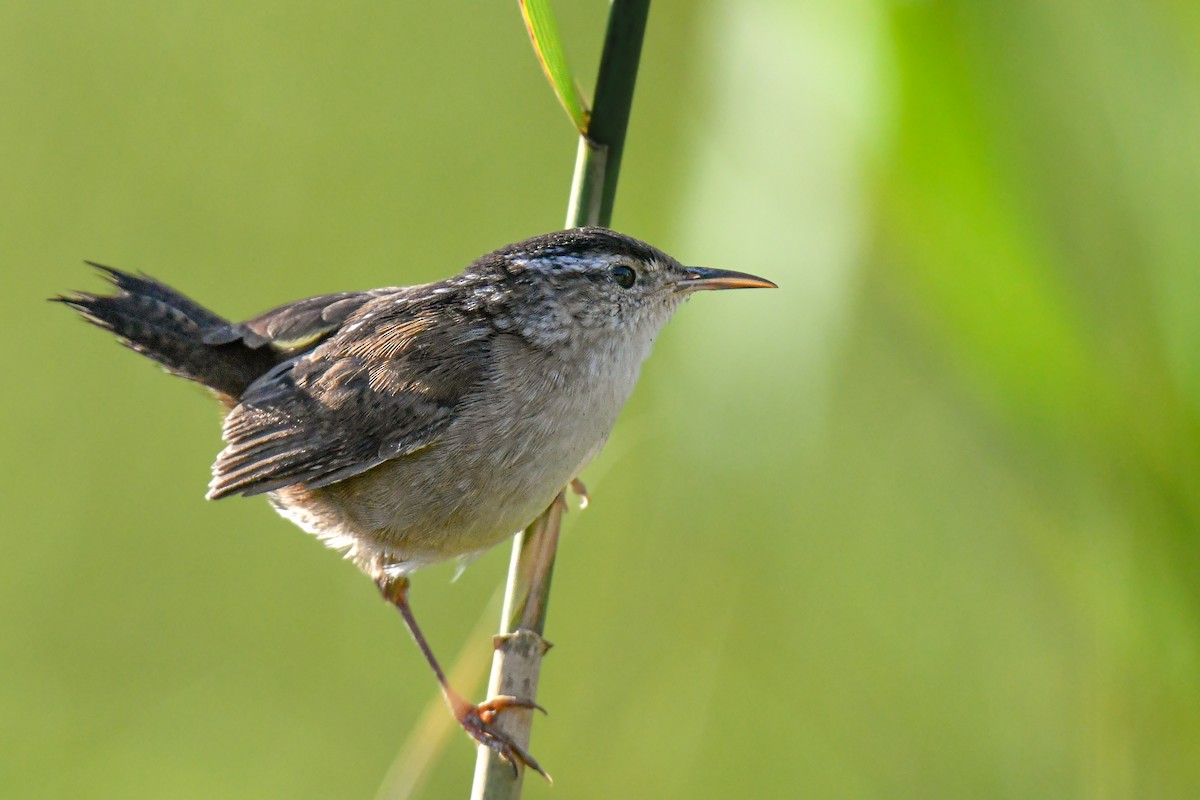 Marsh Wren - ML641878835