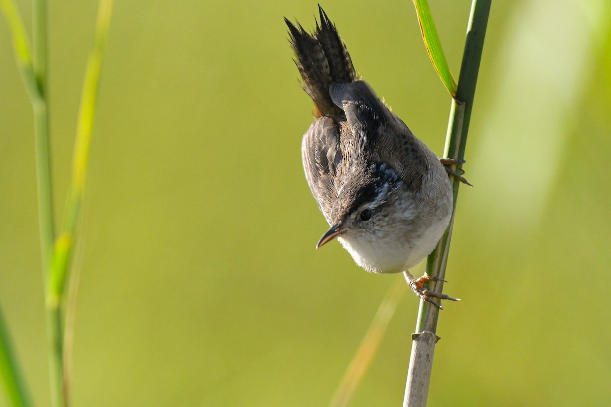 Marsh Wren - ML641878841