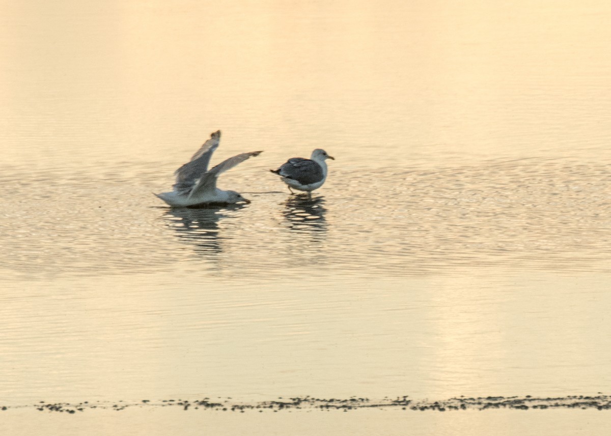 California Gull - ML641878851