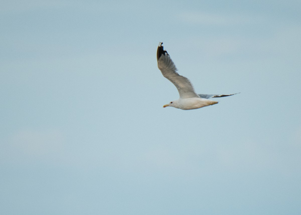 California Gull - ML641878853