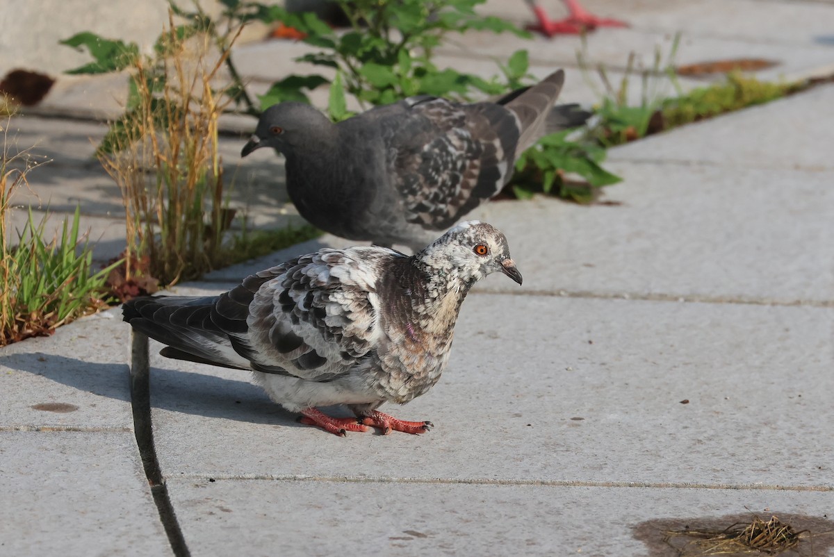 Rock Pigeon (Feral Pigeon) - ML641878868