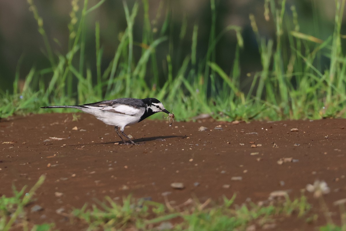 White Wagtail - ML641878879