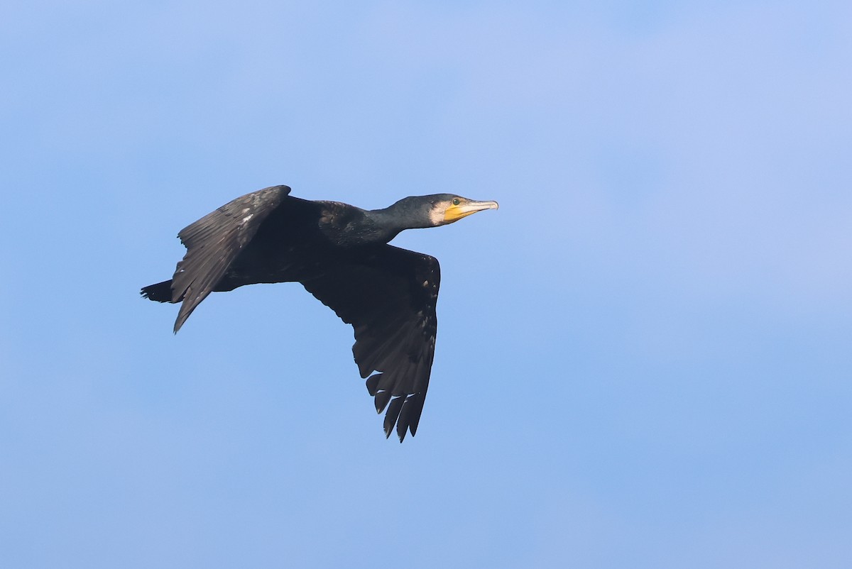 Great Cormorant - ML641878890