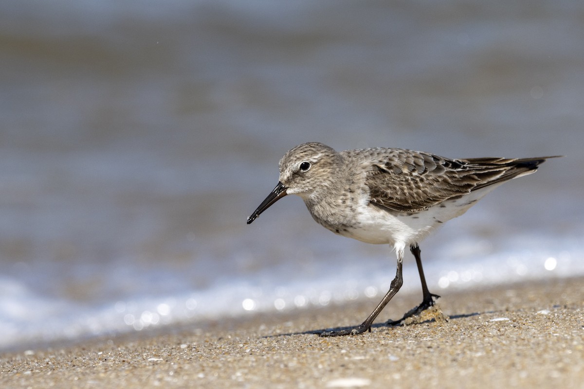 White-rumped Sandpiper - ML641878895