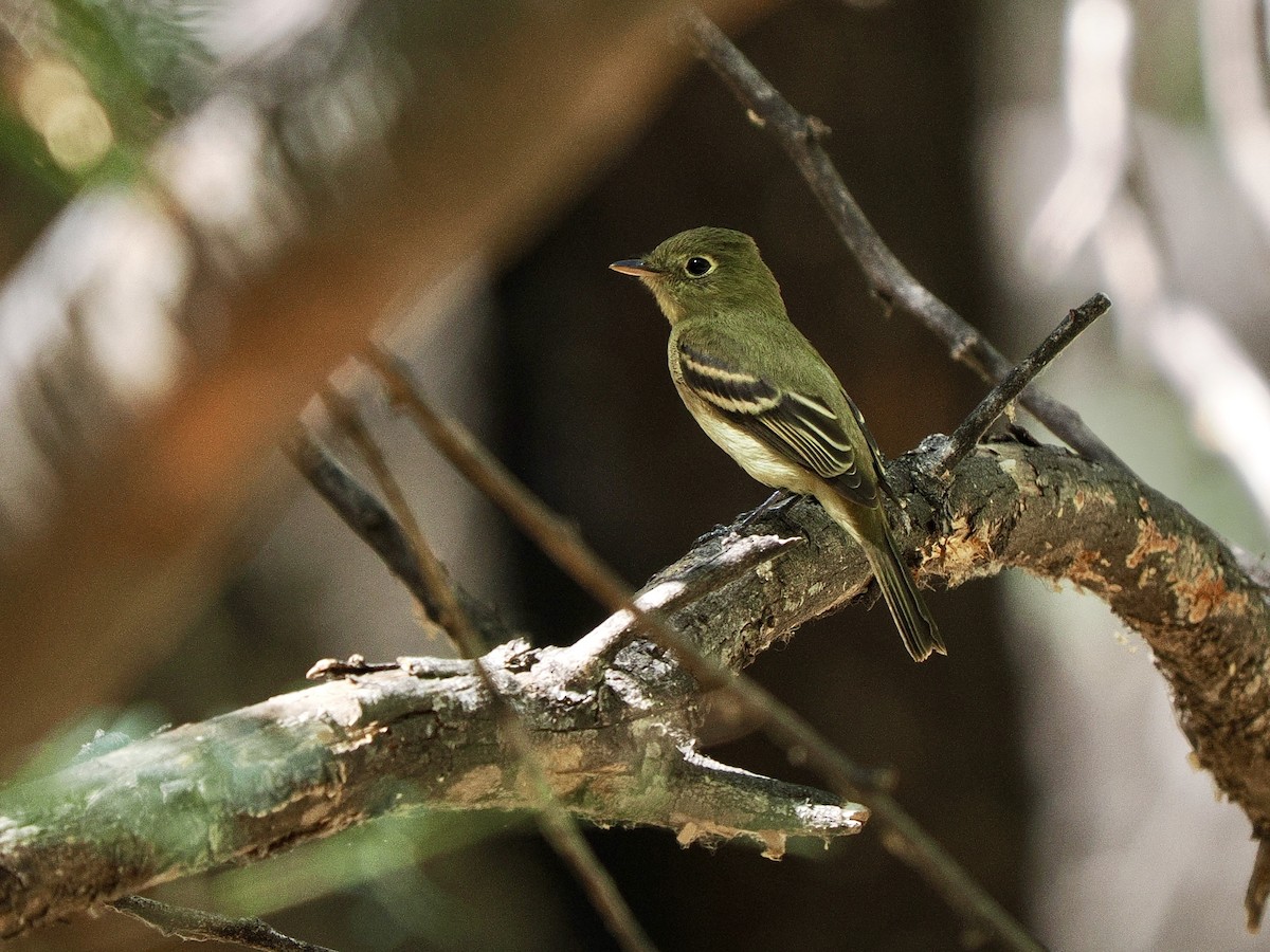 Western Flycatcher - ML641878905