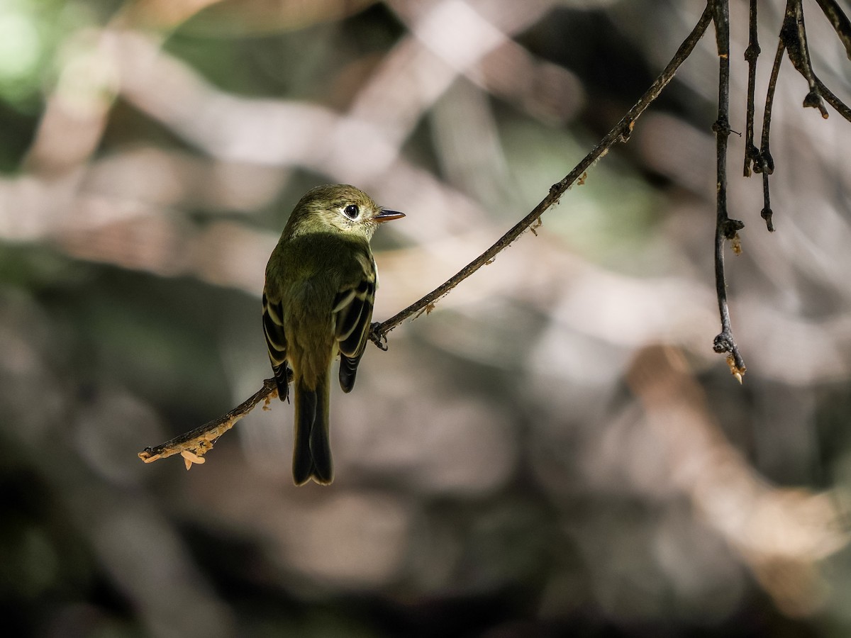Western Flycatcher - ML641878906