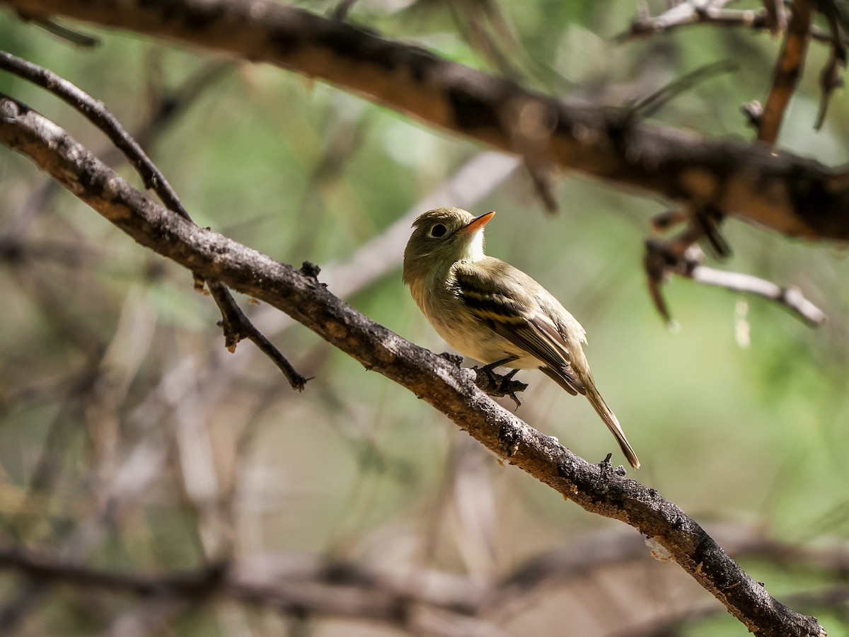 Western Flycatcher - ML641878907