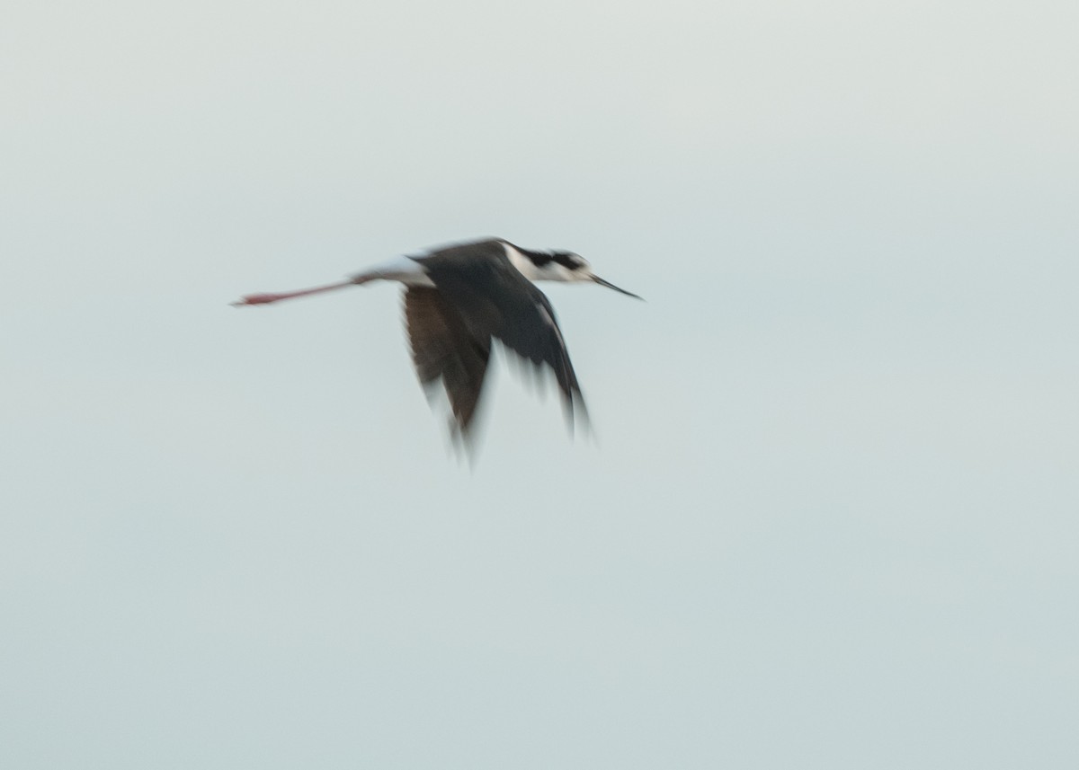Black-necked Stilt - ML641878910
