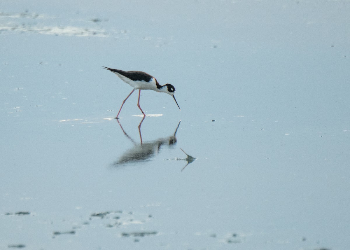 Black-necked Stilt - ML641878911