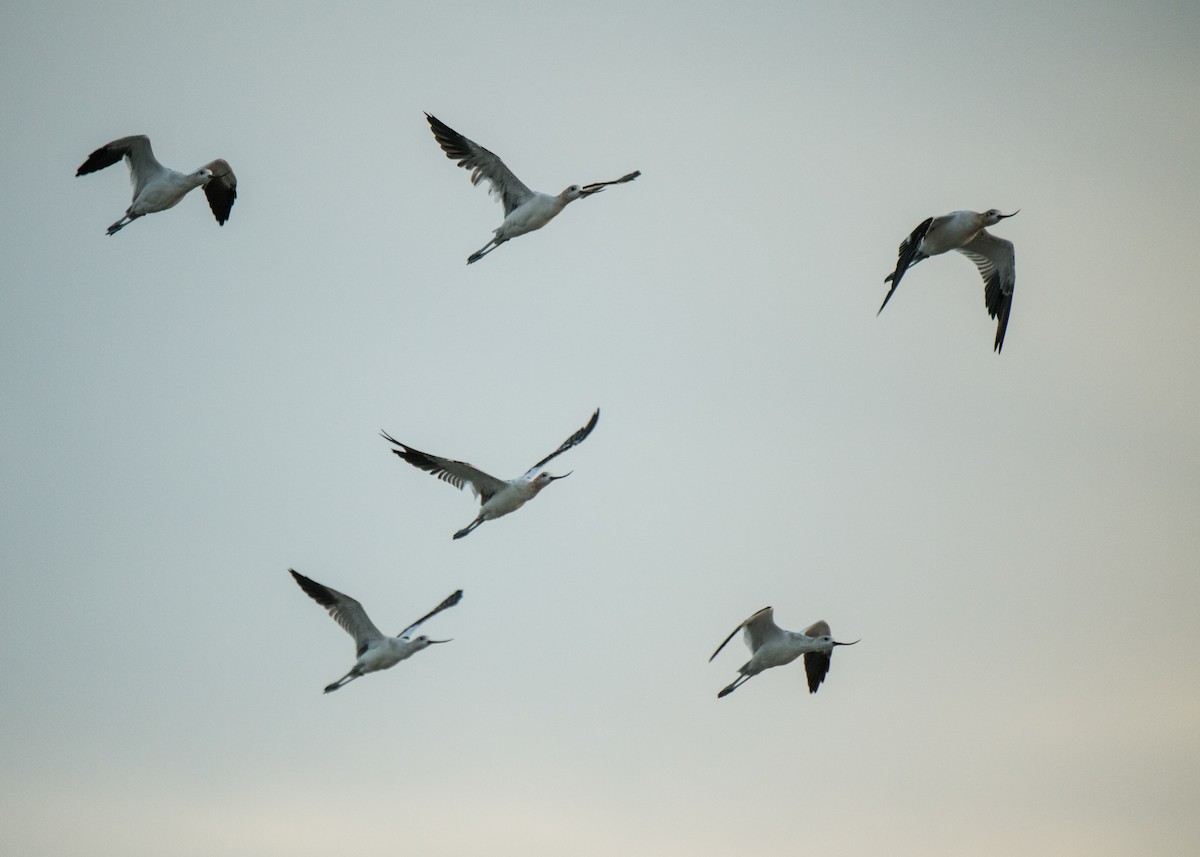 American Avocet - ML641878921