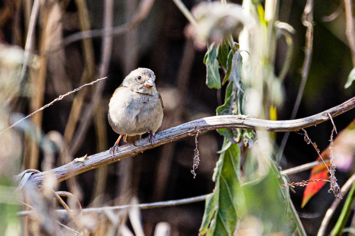 Dull-colored Grassquit - ML641878931