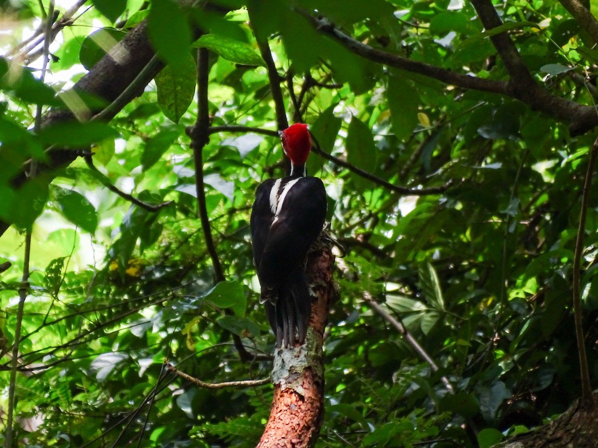 Crimson-crested Woodpecker - ML641878946