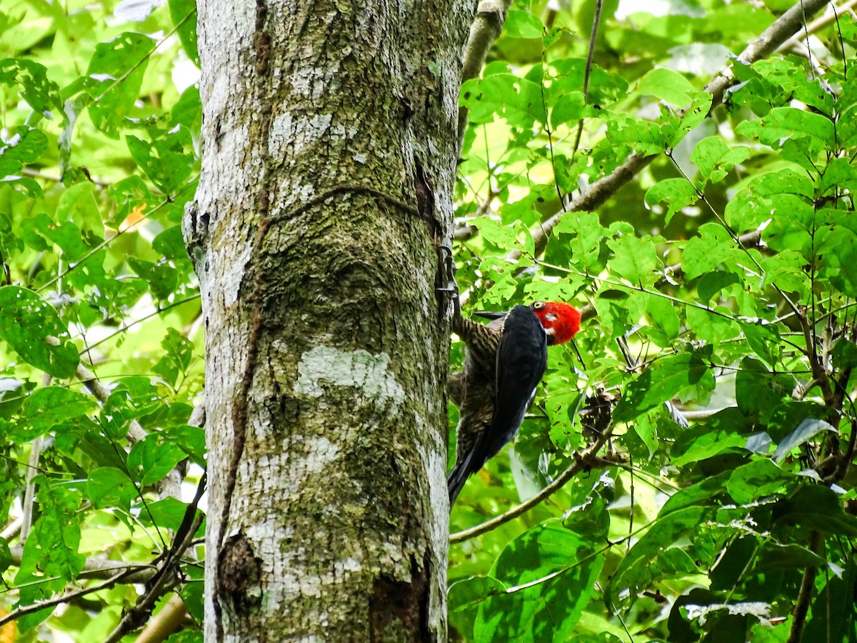Crimson-crested Woodpecker - ML641878947