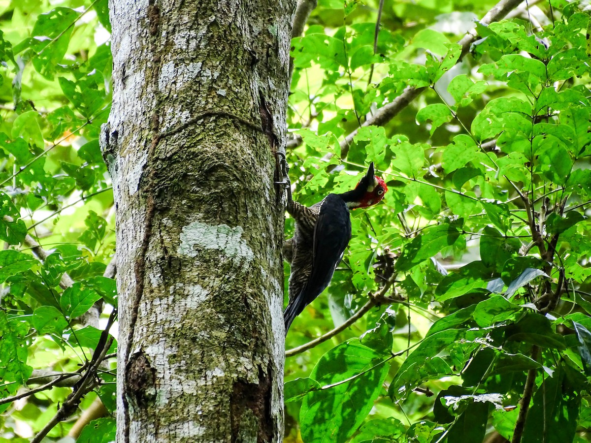 Crimson-crested Woodpecker - ML641878948