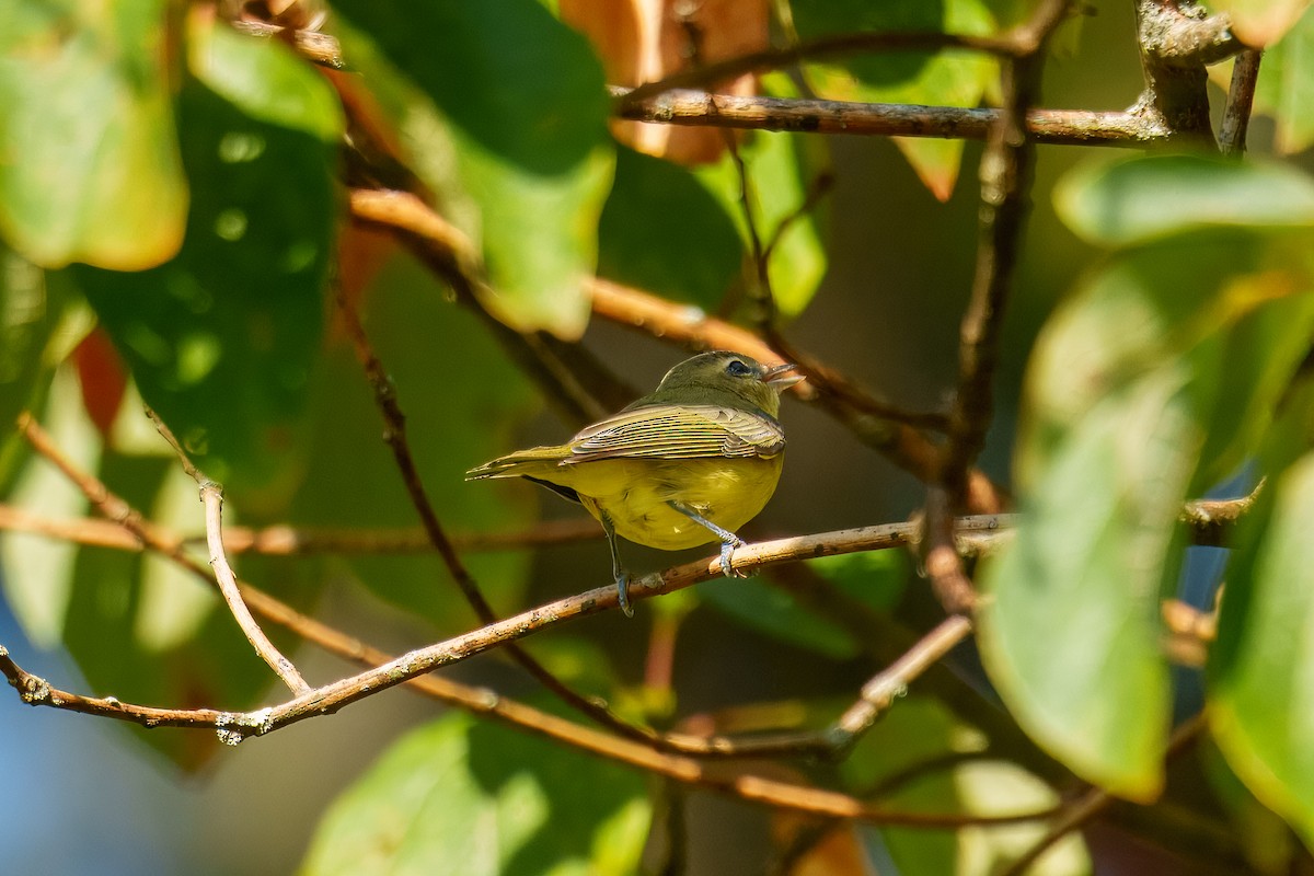 Philadelphia Vireo - ML641878950