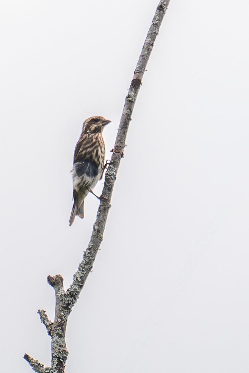 Purple Finch - ML641878975