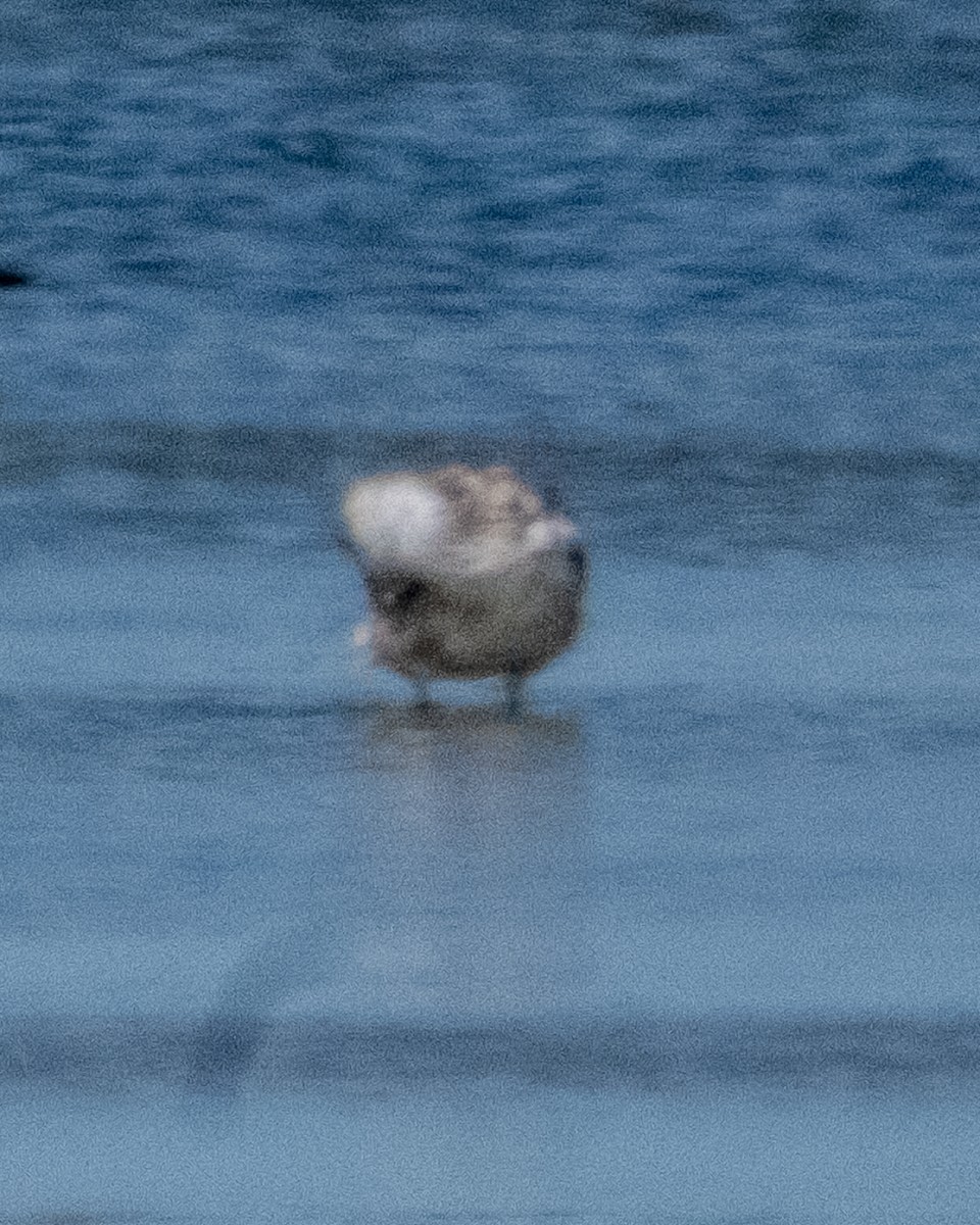 gull sp. - ML641878978