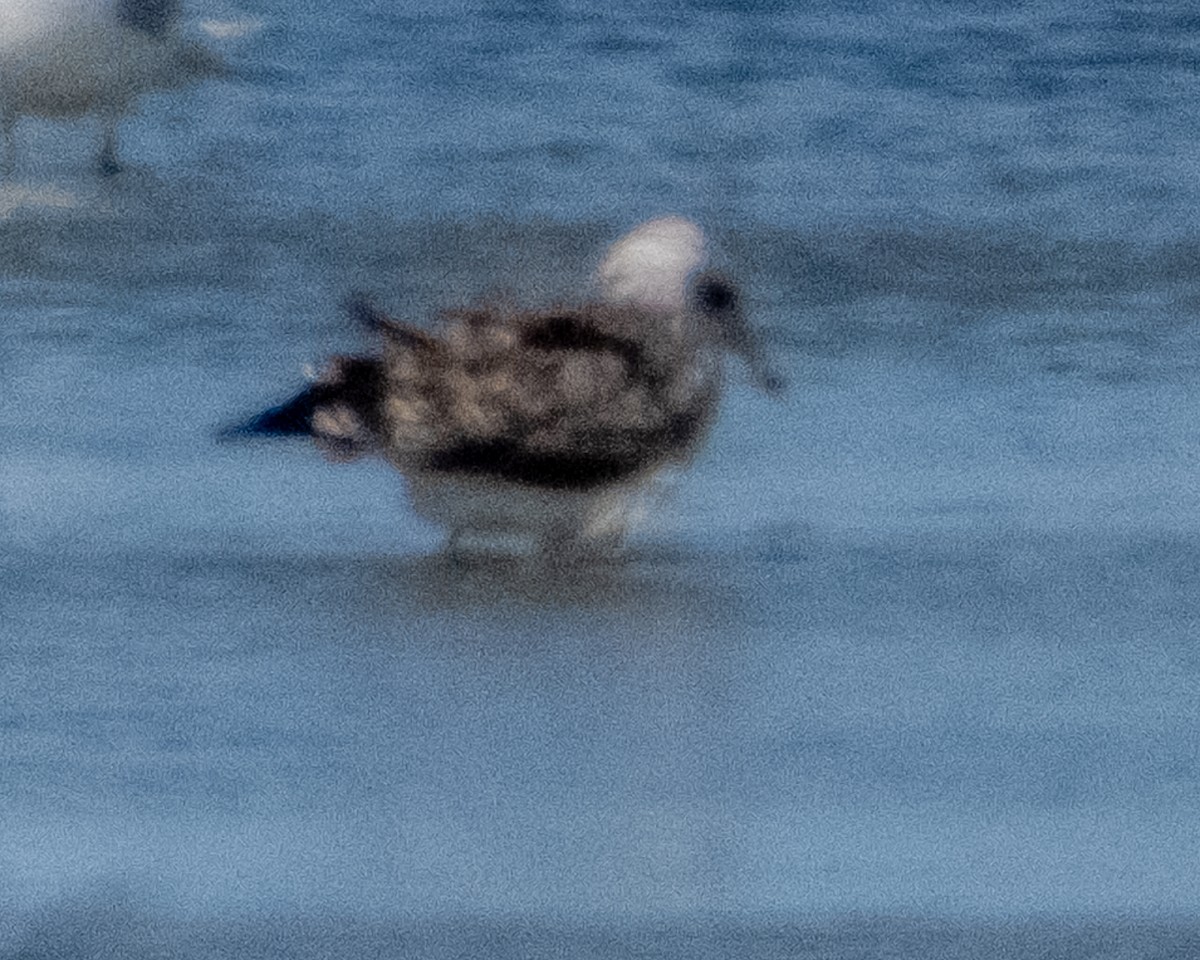 gull sp. - ML641878979