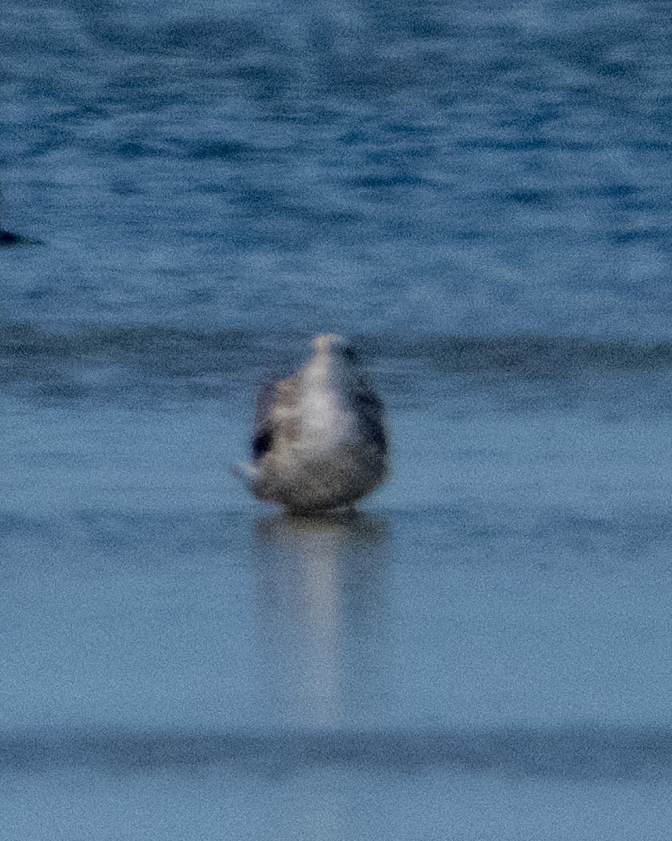 gull sp. - ML641878980