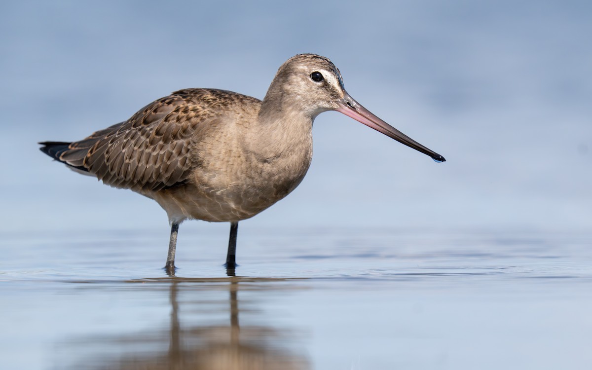 Hudsonian Godwit - ML641878984