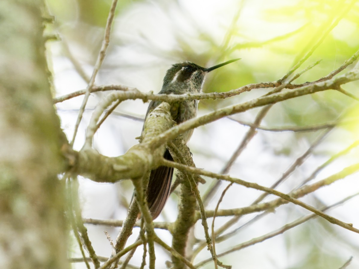 Green-throated Mountain-gem - ML641878991