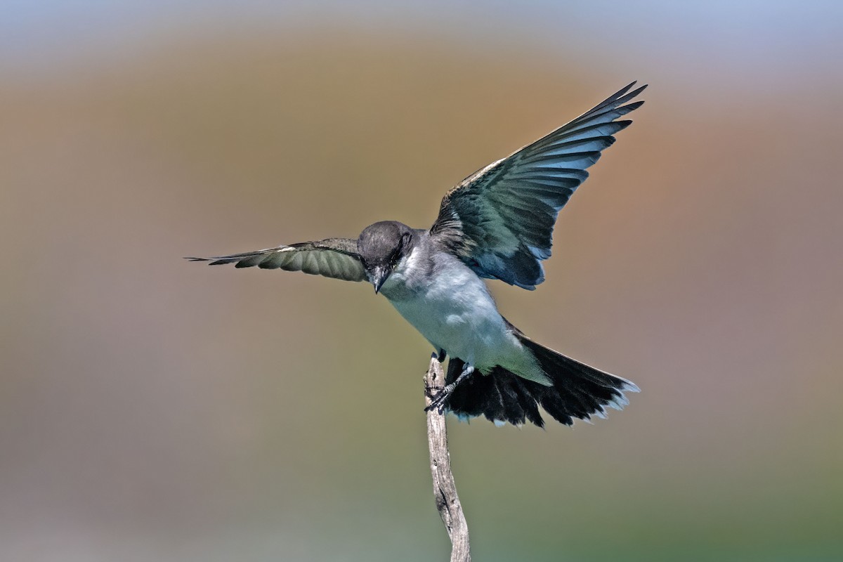 Eastern Kingbird - ML641878997