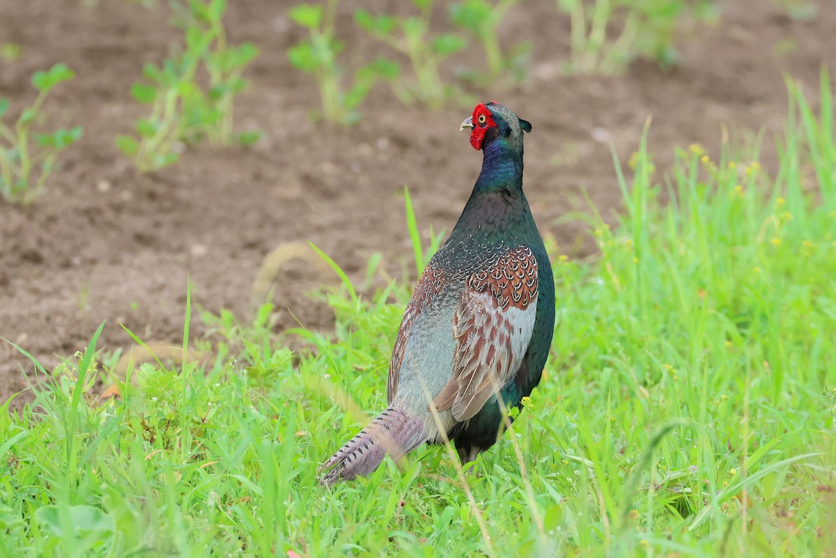 Green Pheasant - ML641879001