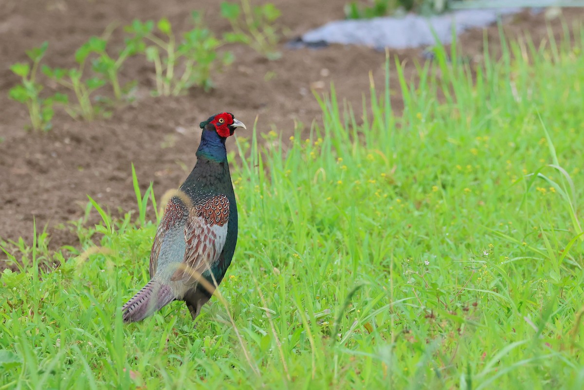 Green Pheasant - ML641879003