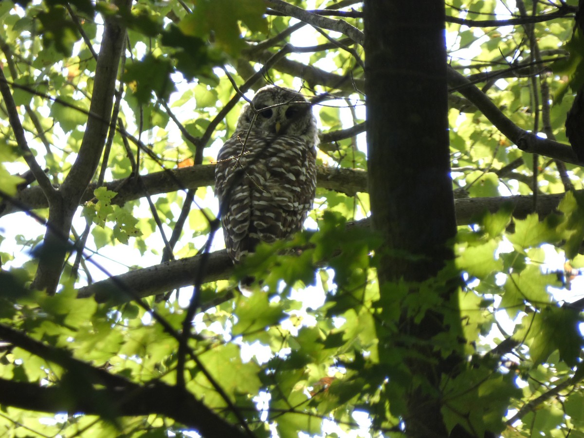 Barred Owl - ML641879010