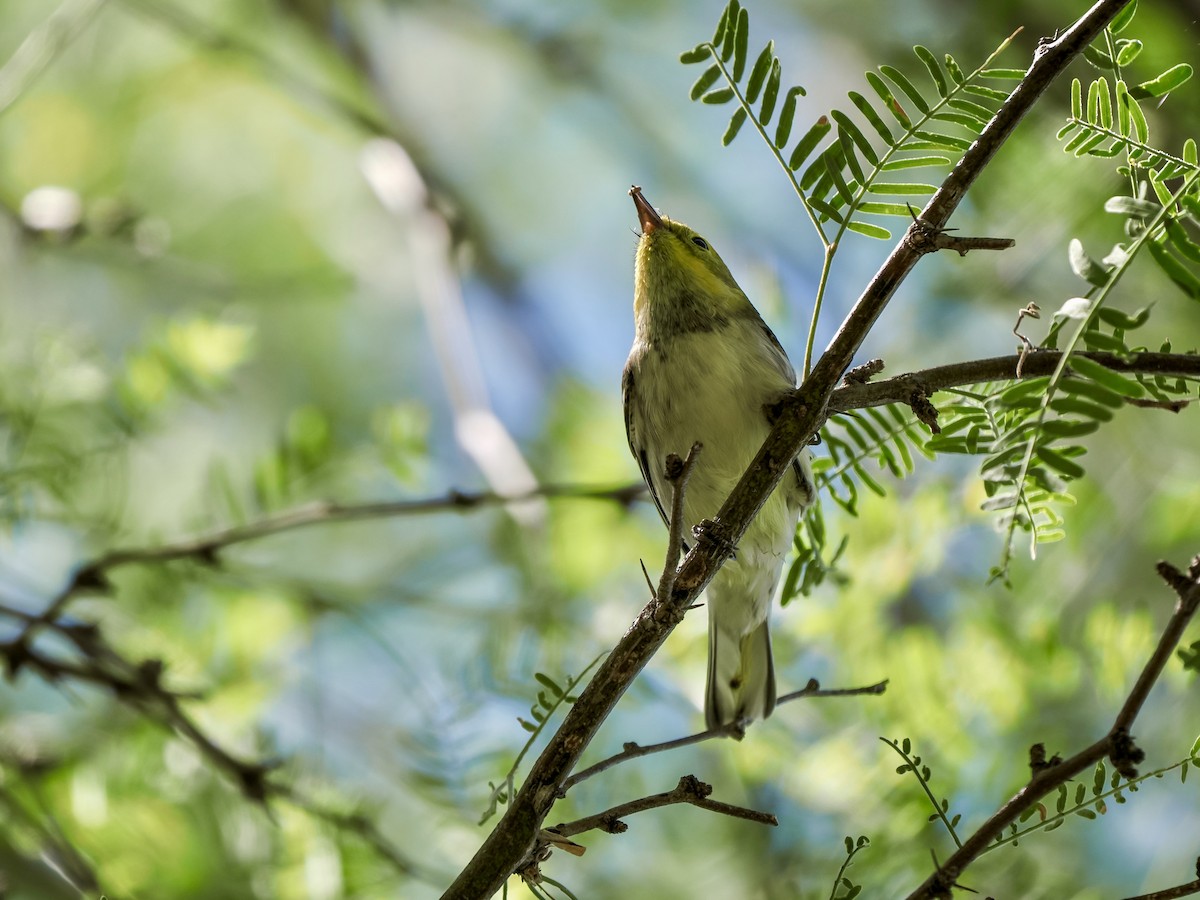 Paruline à tête jaune - ML641879011