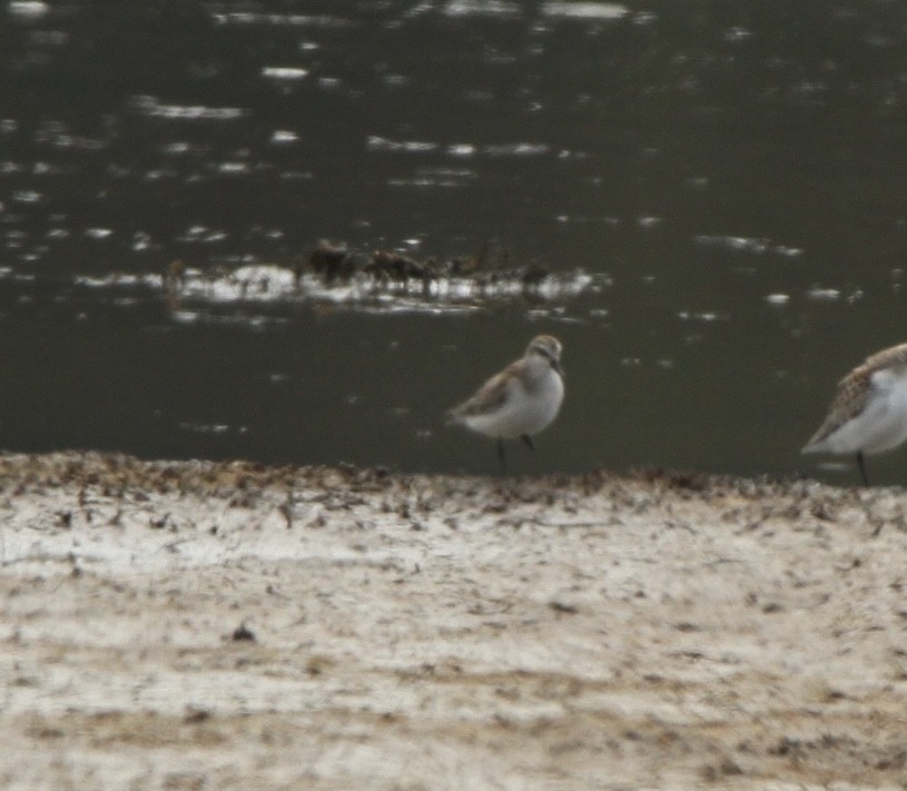 Semipalmated Sandpiper - ML641879019