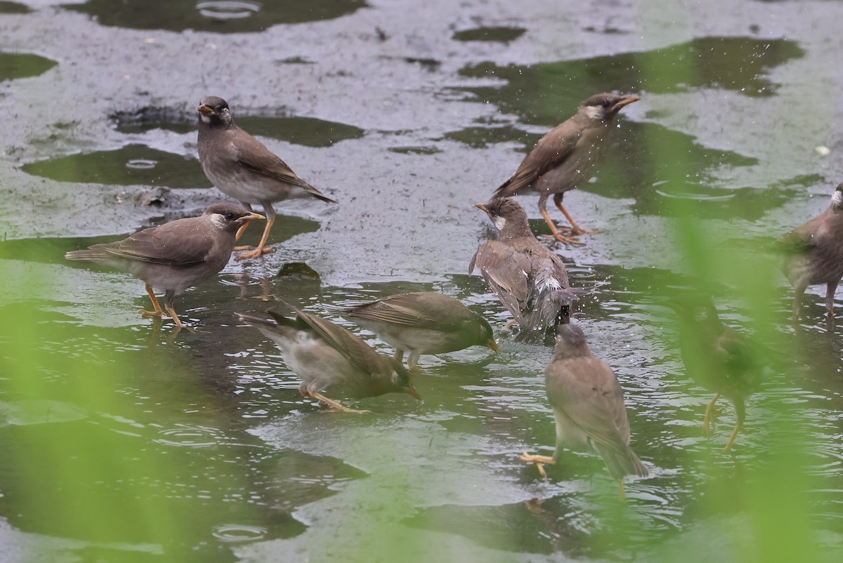 White-cheeked Starling - ML641879029
