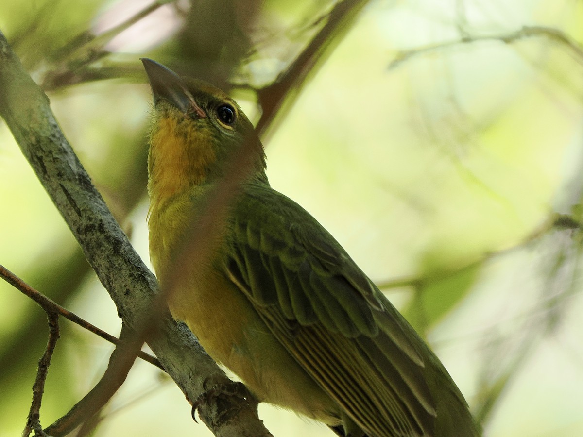 Hepatic Tanager - ML641879034
