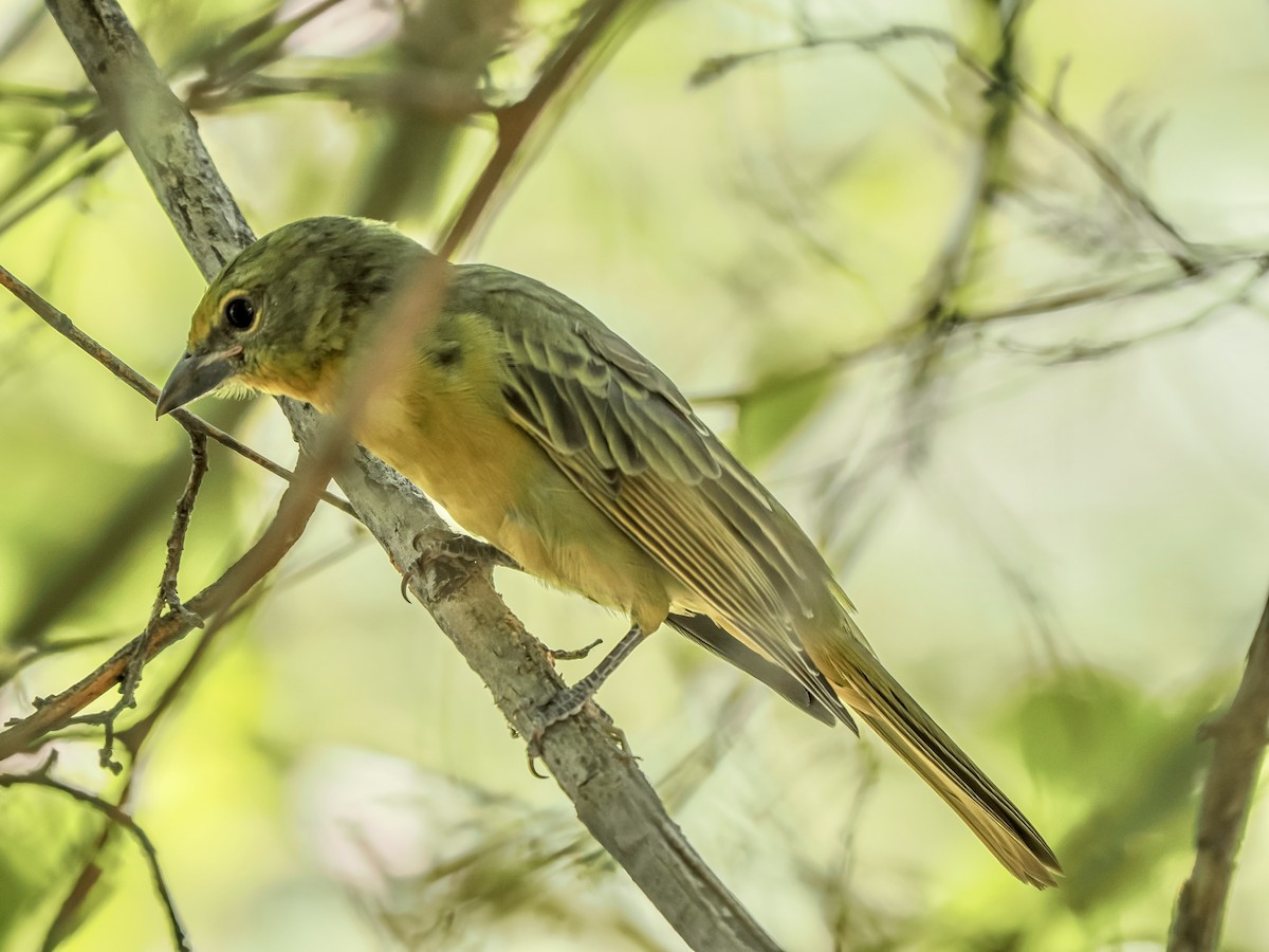 Hepatic Tanager - ML641879035