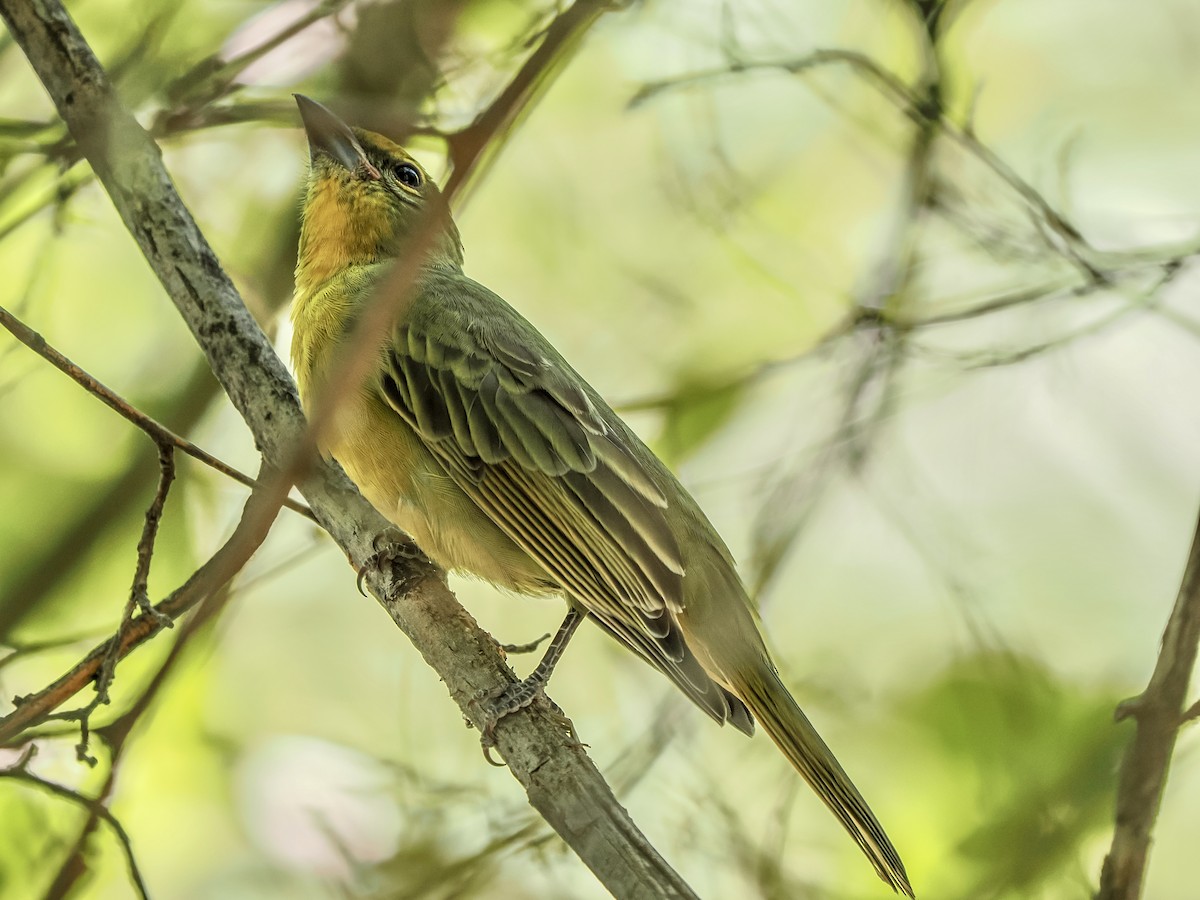 Hepatic Tanager - ML641879036