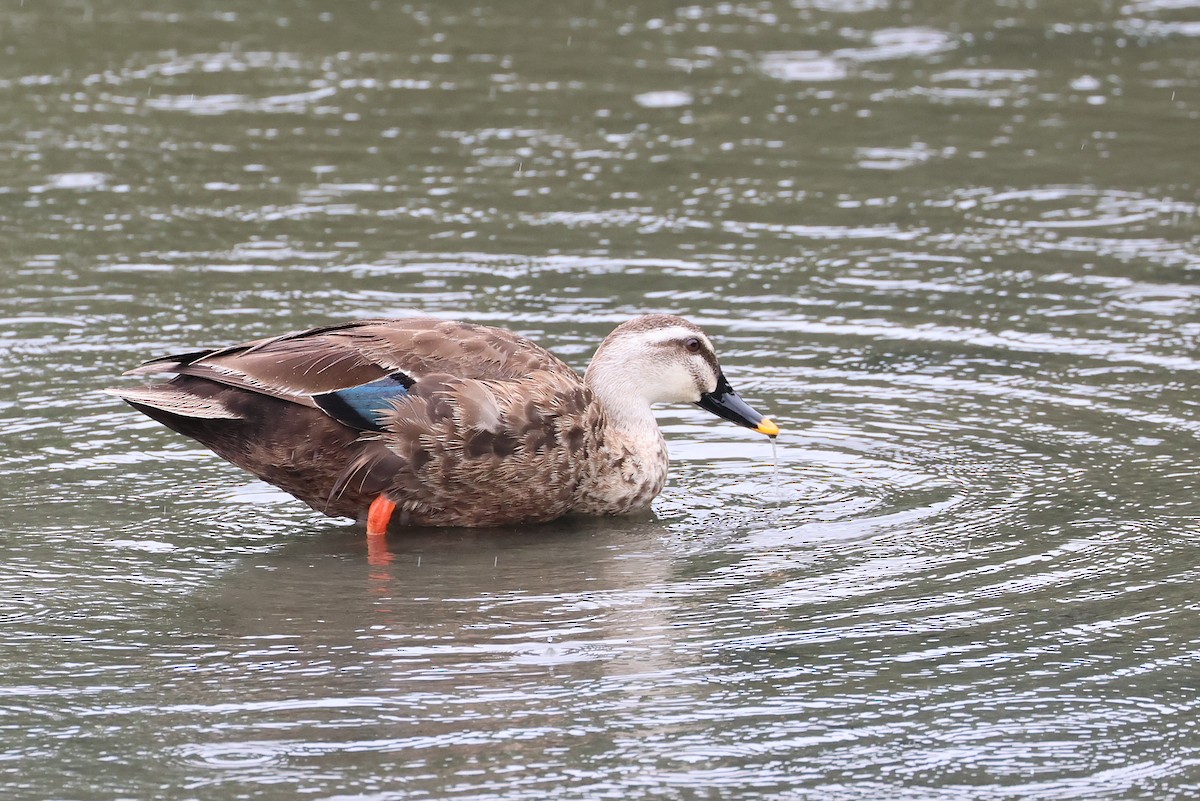 Little Grebe - ML641879045