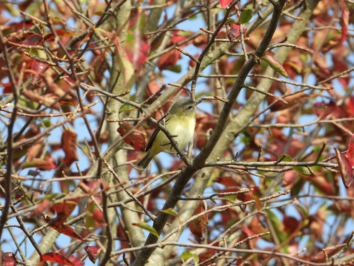 Philadelphia Vireo - ML641879058