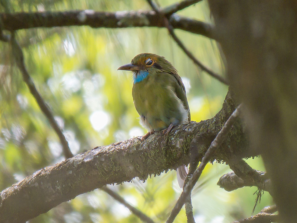 Blue-throated Motmot - ML641879061