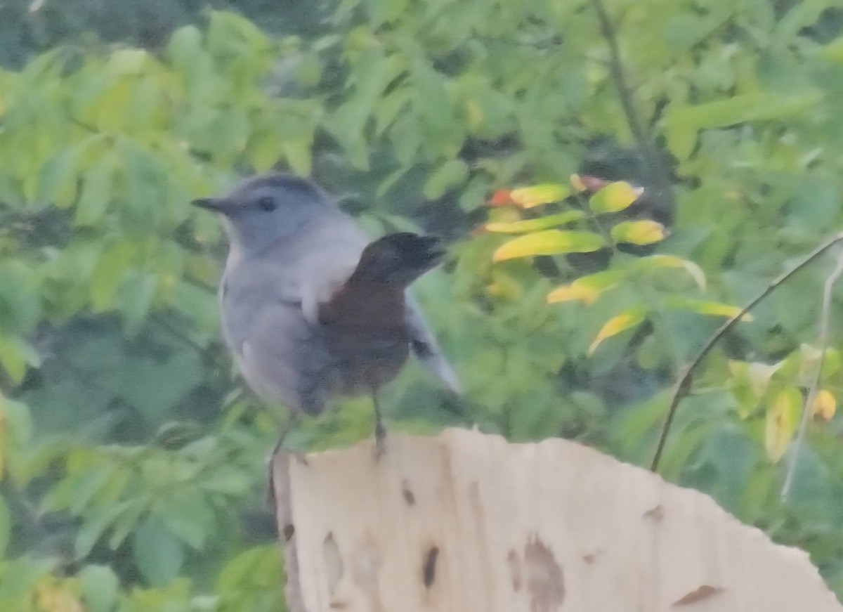Gray Catbird - ML641879062