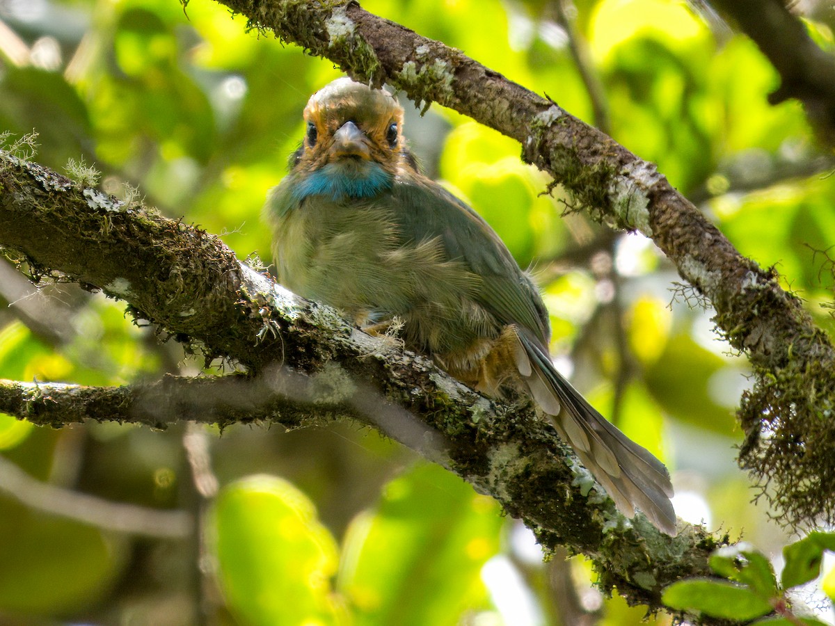 Blue-throated Motmot - ML641879063