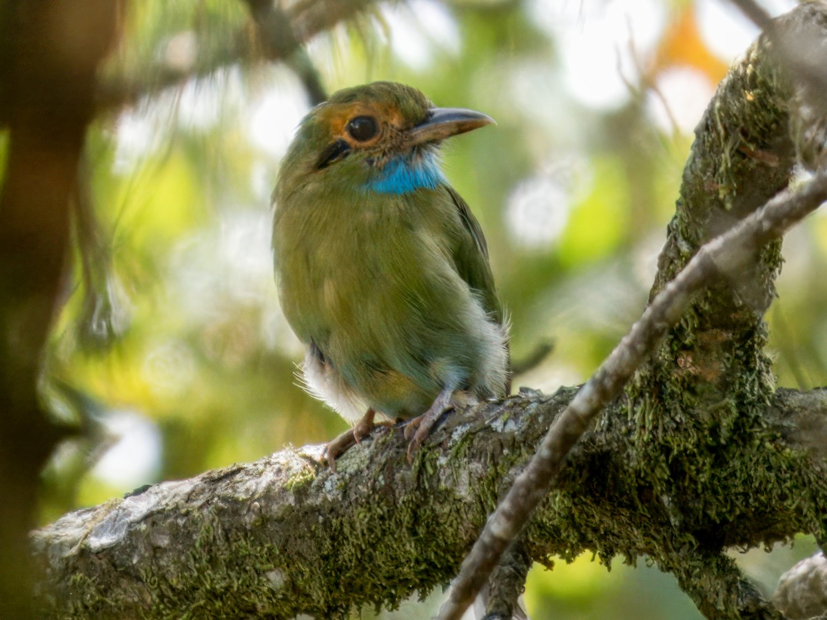 Blue-throated Motmot - ML641879065