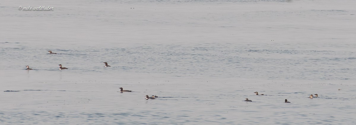 Common Murre - ML641879074